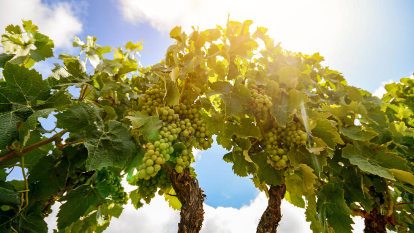 vinho verde vysoka vazba